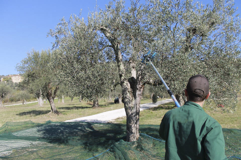 La raccolta delle olive - Azienda San Martino