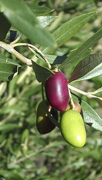 Oliva cultivar leccino - Agraria Giusy Passignano sul Trasimeno