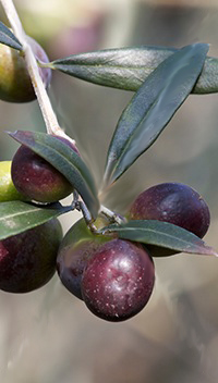 Oliva cultivar moraiolo - Agraria Giusy Passignano sul Trasimeno